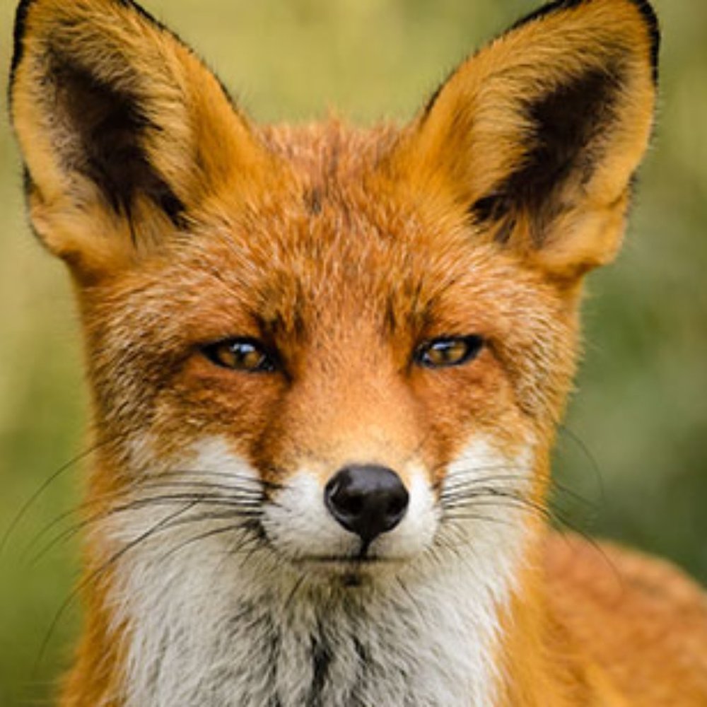 Meet your Posher, Thomas